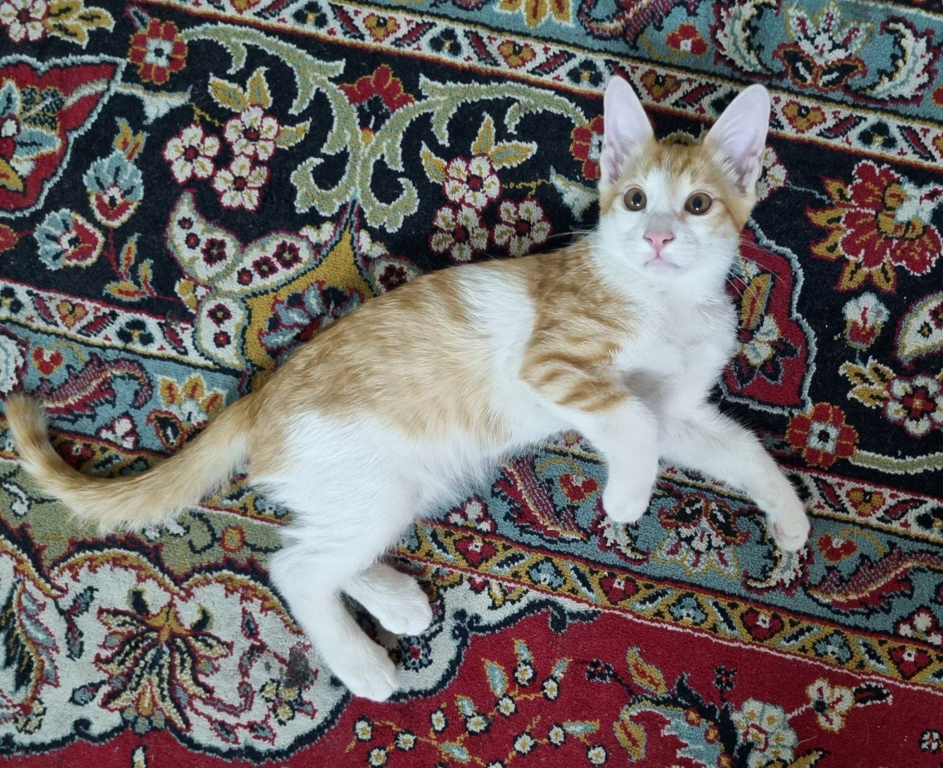 تصویر حیوان